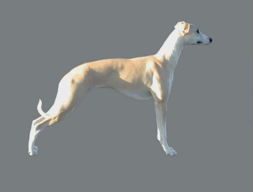 Tivio whippets deals